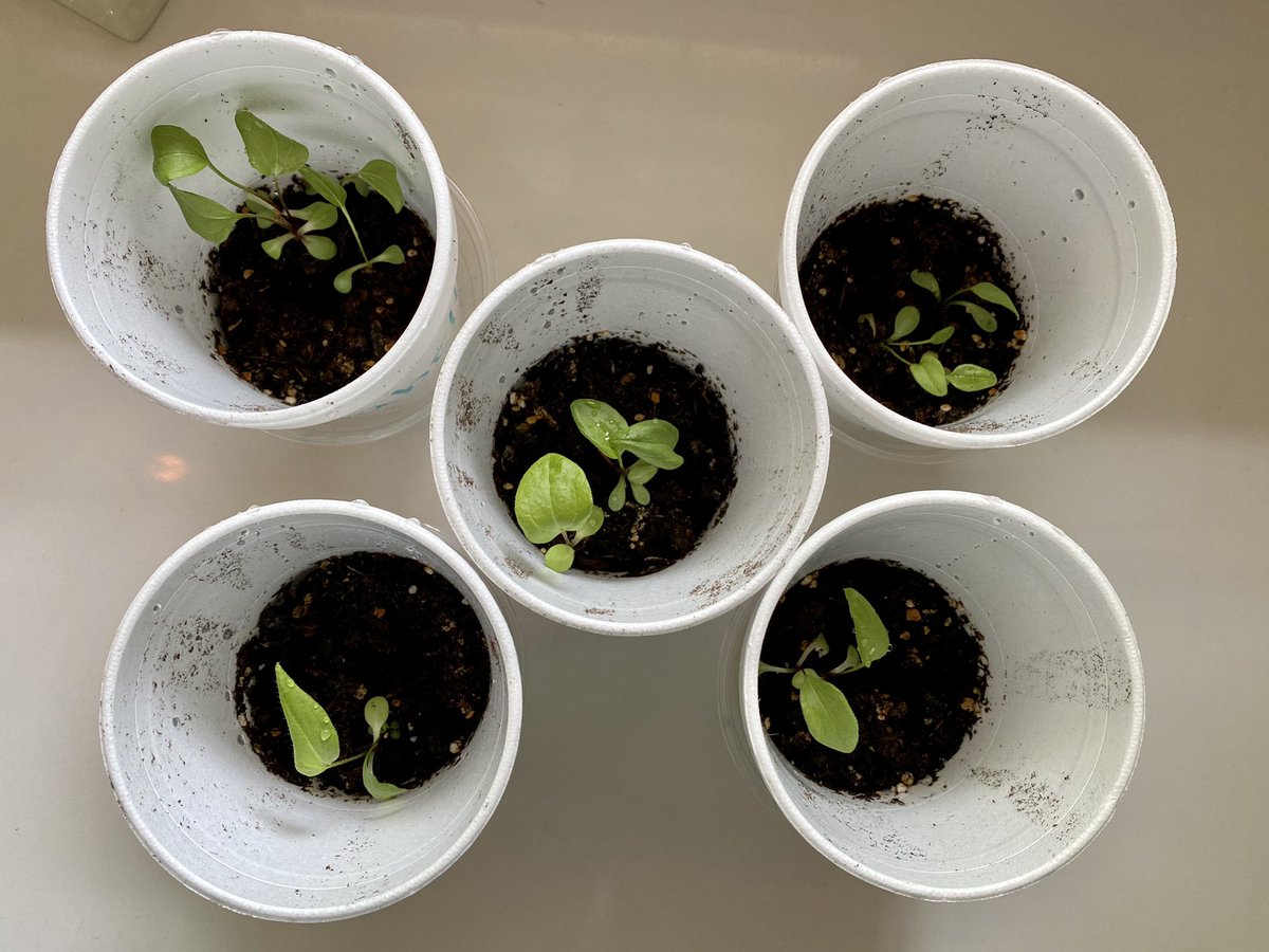 CaitandFitz's tweet photo. Our class planted purple coneflower seeds the week before we started eLearning. I’ve had lots of fun taking care of the extra seeds of some of my friends and they’re really starting to grow pretty tall! #PHESpride https://t.co/xaGzqS3lvx