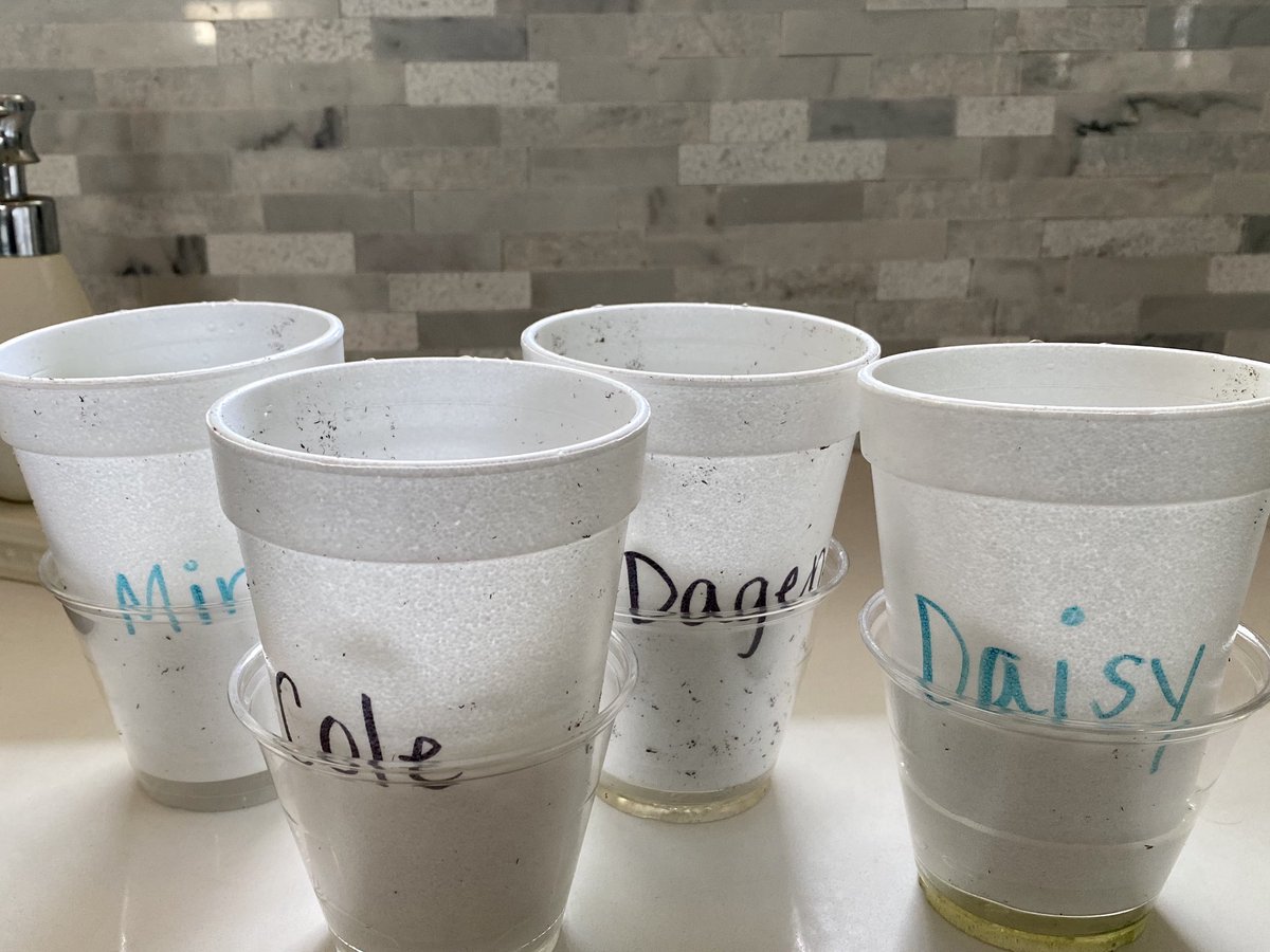 CaitandFitz's tweet photo. Our class planted purple coneflower seeds the week before we started eLearning. I’ve had lots of fun taking care of the extra seeds of some of my friends and they’re really starting to grow pretty tall! #PHESpride https://t.co/xaGzqS3lvx
