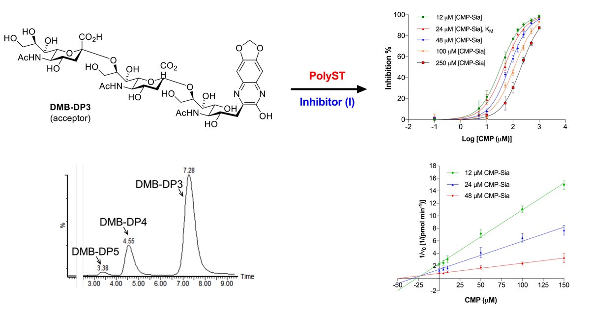 rafalconer1's tweet photo. Our latest paper on the development of an assay for identification of polysialyltransferase inhibitors is available online @analystrsc @Sunny2388. A real @ICT_Bradford team effort. https://t.co/WLsnnOtN7Y #lockdownpaper #glycotime https://t.co/3rIr6pjsiu