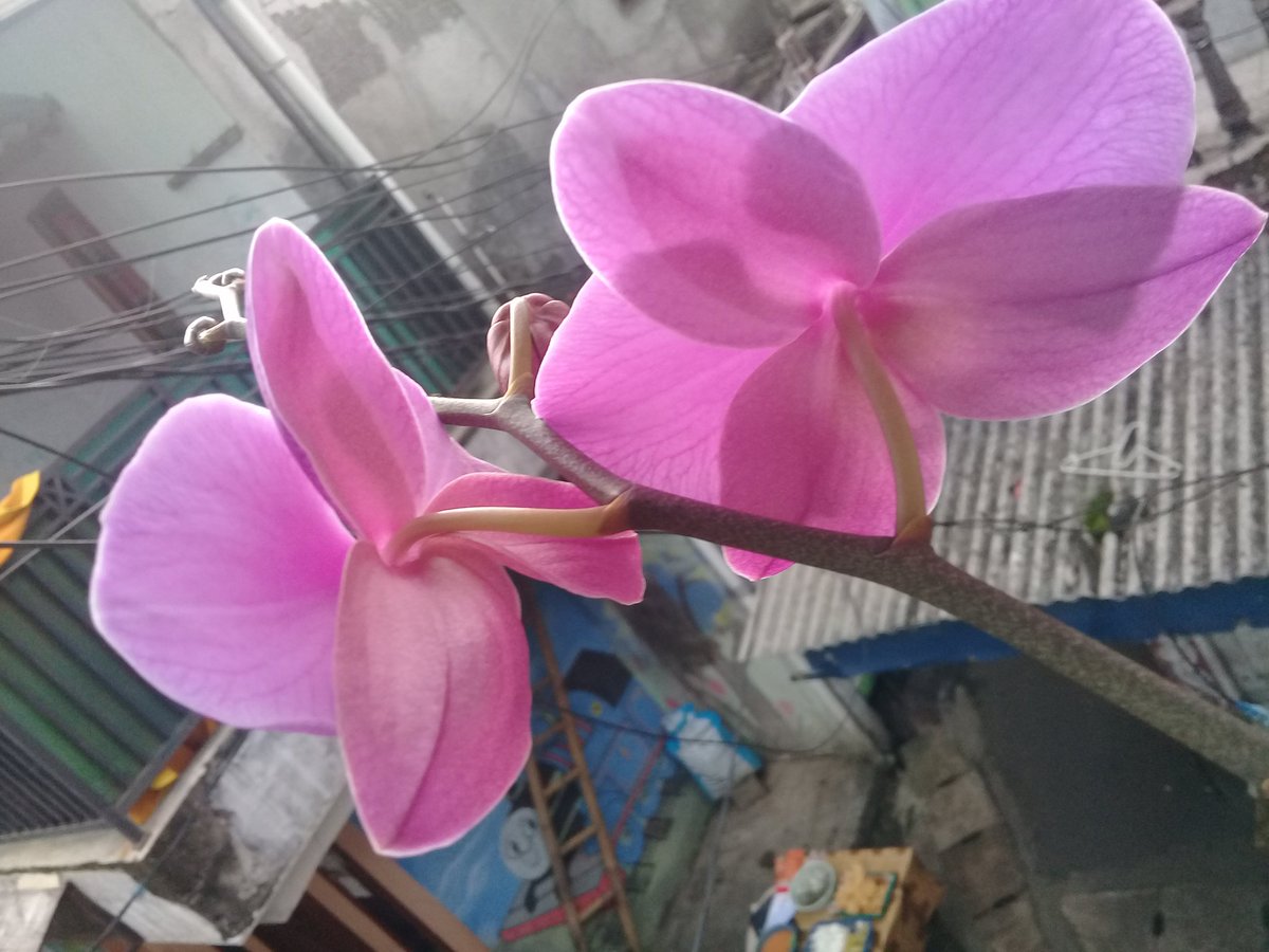 Akhirnya mekar juga .....