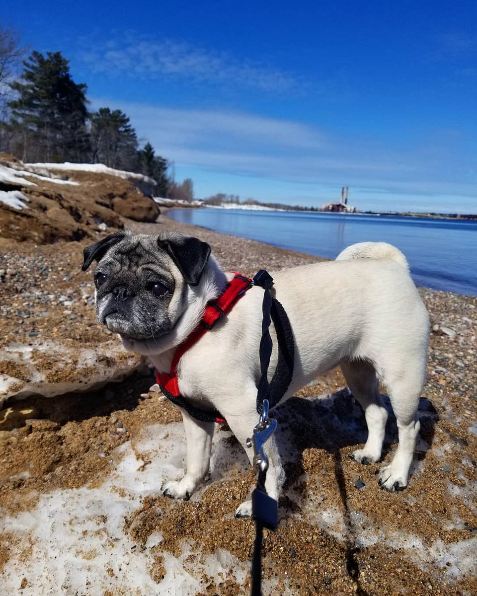 FaithF99's tweet photo. @NorthernMichU Feeling the U.P. pug love! Meet Doodles 💕 https://t.co/5iKK8l9tgc