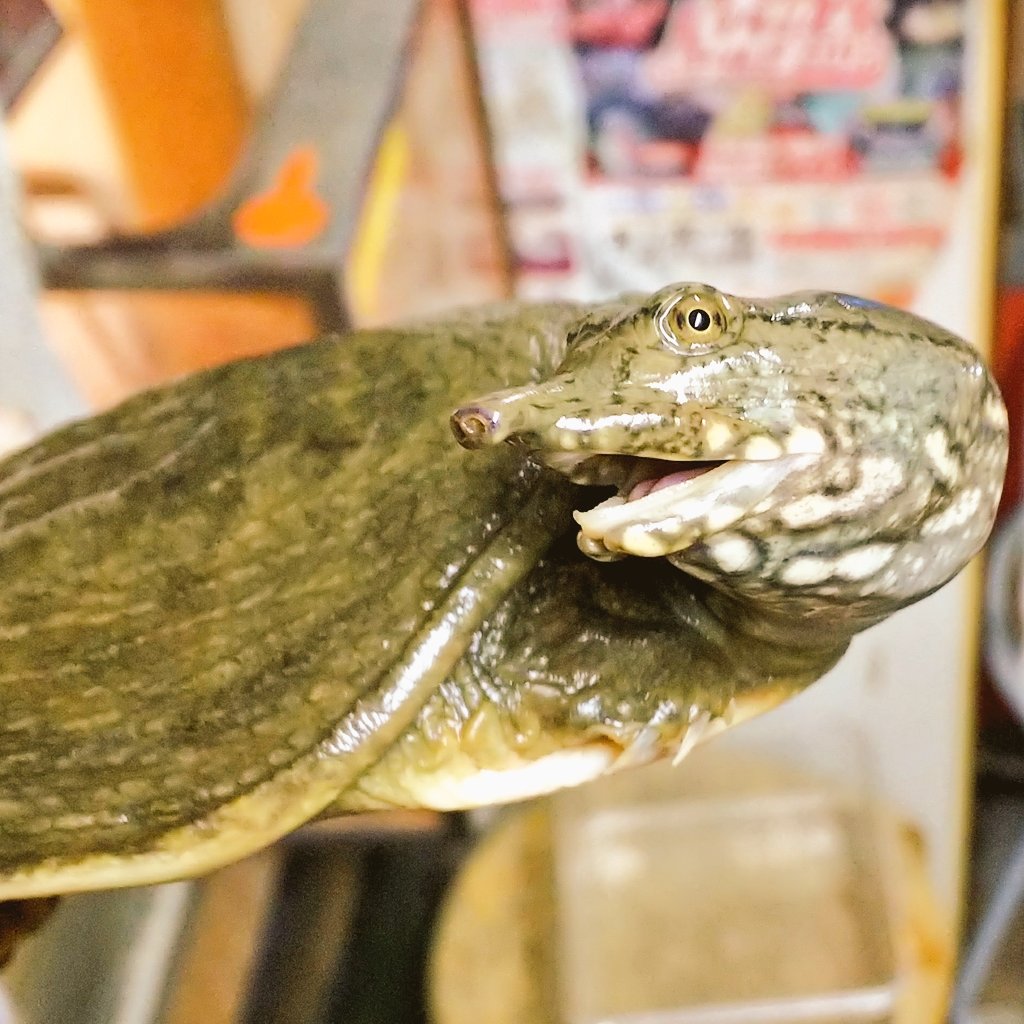 爬虫類 両生類専門店レプティリカス シナスッポン Pelodiscus Sinensis 滋賀県産 Wc ヤング 売約済み スッポンとも呼ばれる亀の仲間でも最も日本人に馴染み深い種類で 高級食材としても有名で爬虫類食を余りしない日本人が食する機会の多いのは本種と 爬虫類 両生類専門店レプティリカス シナスッポン Pelodiscus Sinensis 滋賀県産 Wc ヤング 売約済み スッポンとも呼ばれる亀の仲間でも最も日本人に馴染み深い種類で 高級食材としても有名で爬虫類食を余りしない日本人が食する機会の多いのは本種と