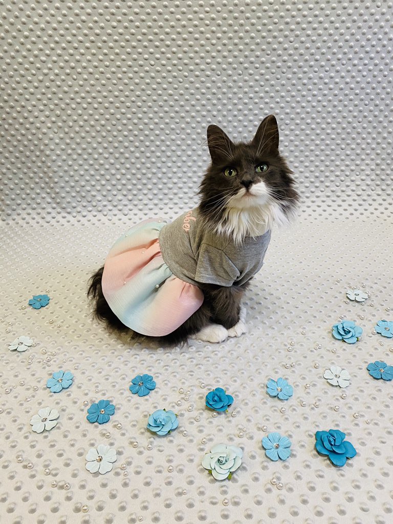 Miss_Phoebe_Lee's tweet photo. Sun’s ☀️ out, time for some mermaid 🧜♀️ fun!😻
#PhoebesFashionFriday
Hello furiends, today’s shoot 📸 I am a “merbabe” like my beautiful dress says! It’s pastel skirt coordinates well with da blue flowers around me.💙🤍 Is it summer yet?
#Merbabe #ReadyForSummer https://t.co/ijp5xj7lBl