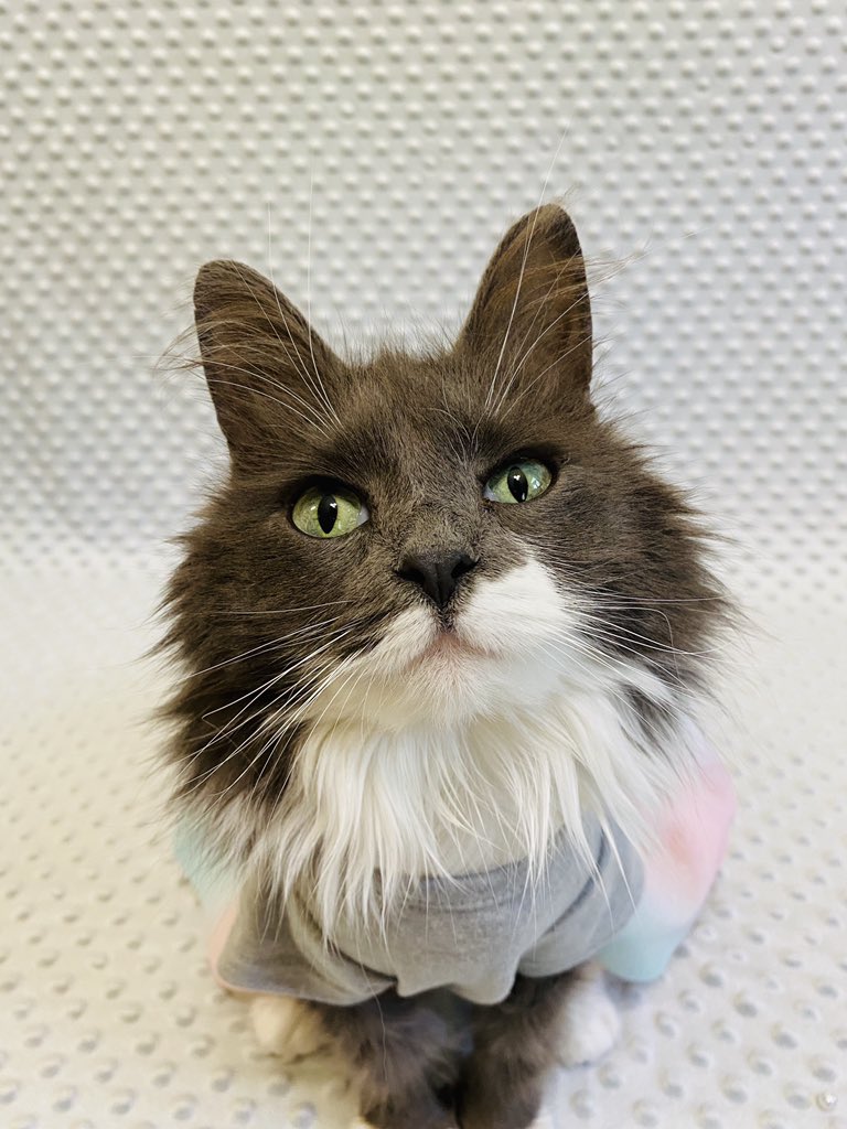 Miss_Phoebe_Lee's tweet photo. Sun’s ☀️ out, time for some mermaid 🧜♀️ fun!😻
#PhoebesFashionFriday
Hello furiends, today’s shoot 📸 I am a “merbabe” like my beautiful dress says! It’s pastel skirt coordinates well with da blue flowers around me.💙🤍 Is it summer yet?
#Merbabe #ReadyForSummer https://t.co/ijp5xj7lBl