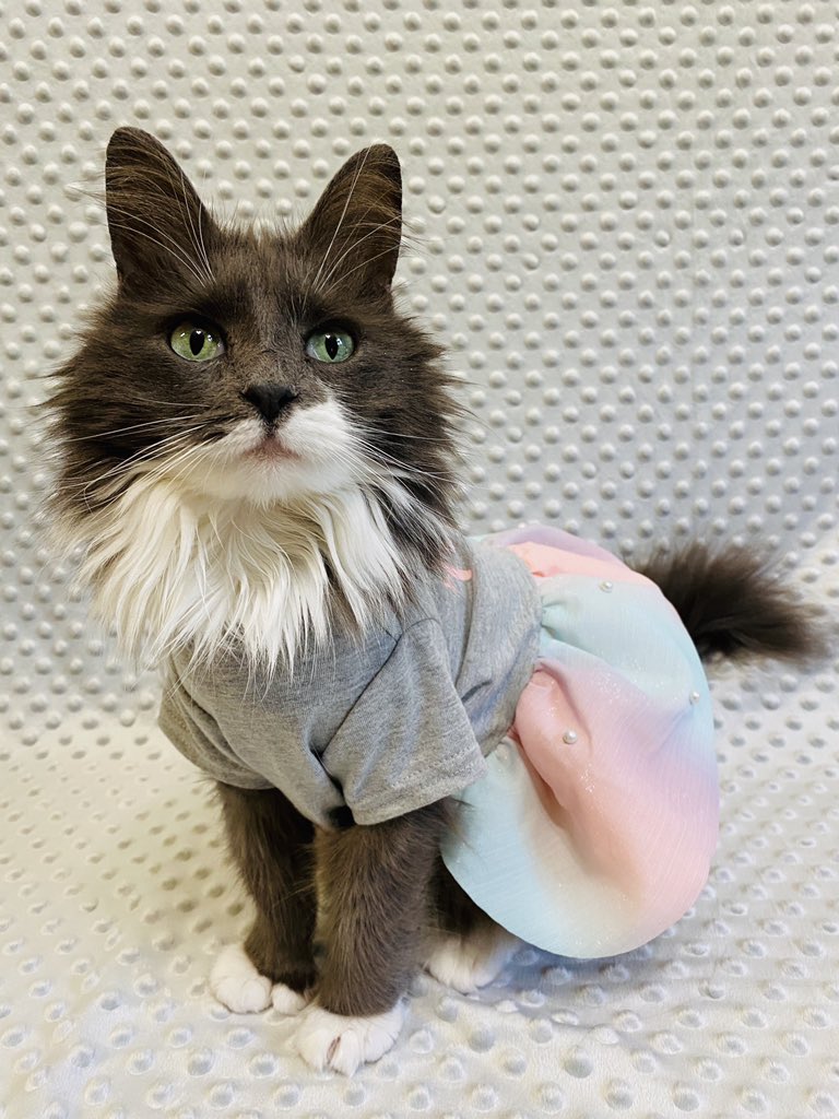 Miss_Phoebe_Lee's tweet photo. Sun’s ☀️ out, time for some mermaid 🧜♀️ fun!😻
#PhoebesFashionFriday
Hello furiends, today’s shoot 📸 I am a “merbabe” like my beautiful dress says! It’s pastel skirt coordinates well with da blue flowers around me.💙🤍 Is it summer yet?
#Merbabe #ReadyForSummer https://t.co/ijp5xj7lBl
