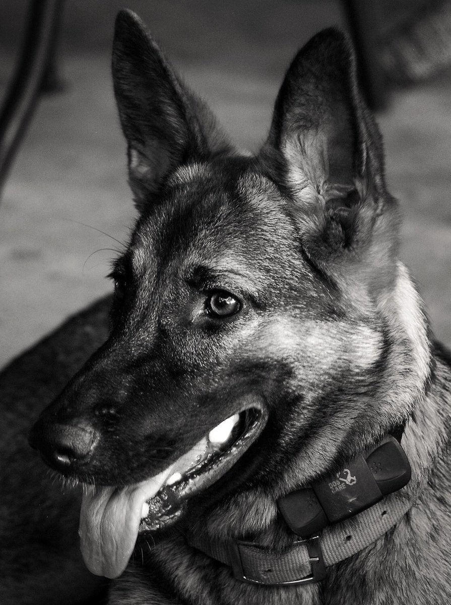 Sometimes you just need to photograph your dogs! Our old girl Sam (12.5 years) and our first grand-dog Millie (7 month old shepherd) enjoying a pleasant evening on the porch last night...
#dogsduringlockdown #doglovers #dogsoftwitter #GermanShepherd