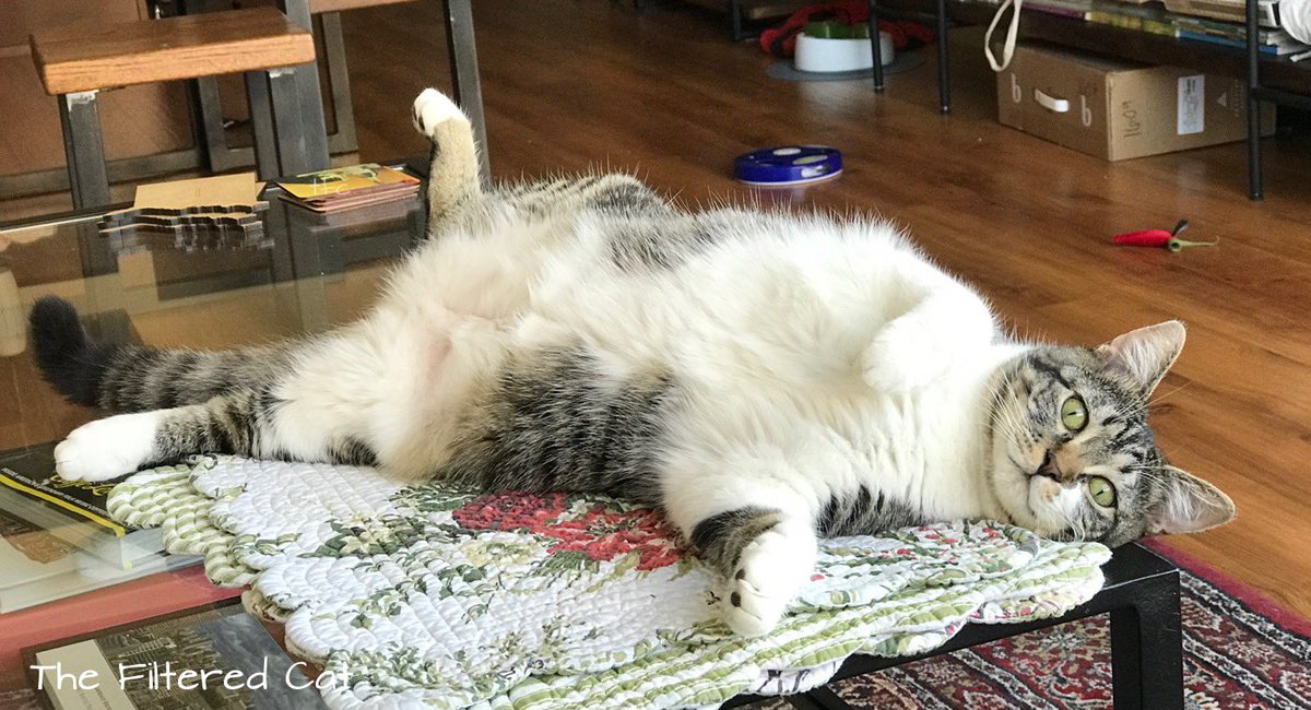 FilteredCat's tweet image. Former client, Balala, in a provocative pose on June 1st, 2017. Balala lives about 2,900 miles from me now. Darn. Balala is one of the more pillow soft cats who I have cat sat. It is as if she is filled with down. #catsoftwitter #cats #catsofinstagram #yourcatphoto