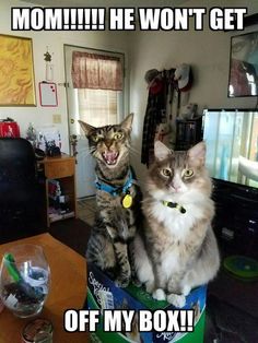 newcatcondos's tweet photo. Visit us right now at https://t.co/cRDvCGIo3J! We manufacture the best carpeted Cat Tree's in America! Free shipping!
#newcatcondos #cattower #cathouse https://t.co/vrW40ySXtg