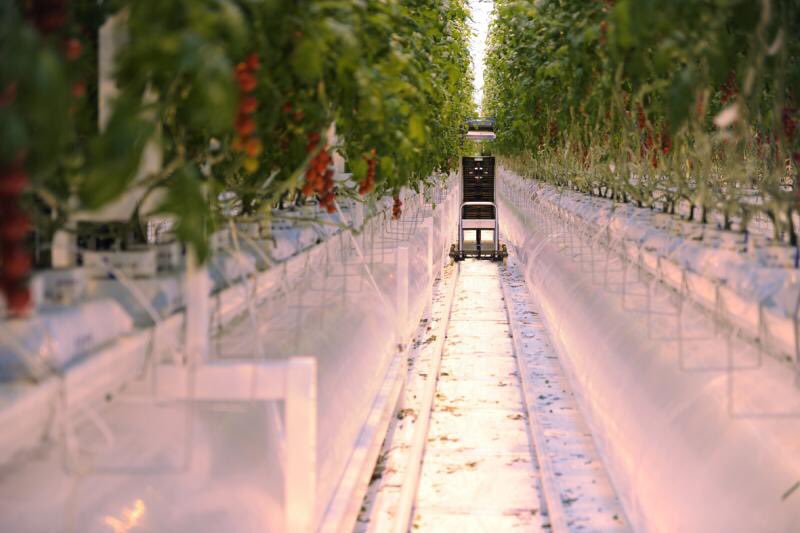 Het zonnetje schijnt weer volop en daar zijn onze tomaatjes heel erg blij mee! Gelukkig hebben zij geen last van alle maatregelen rondom Covid-19. En groeien zij mede door het heerlijke zonnetje dubbel zo hard. 

#tomatoes #sun #staystrong #stayhealthy #agf