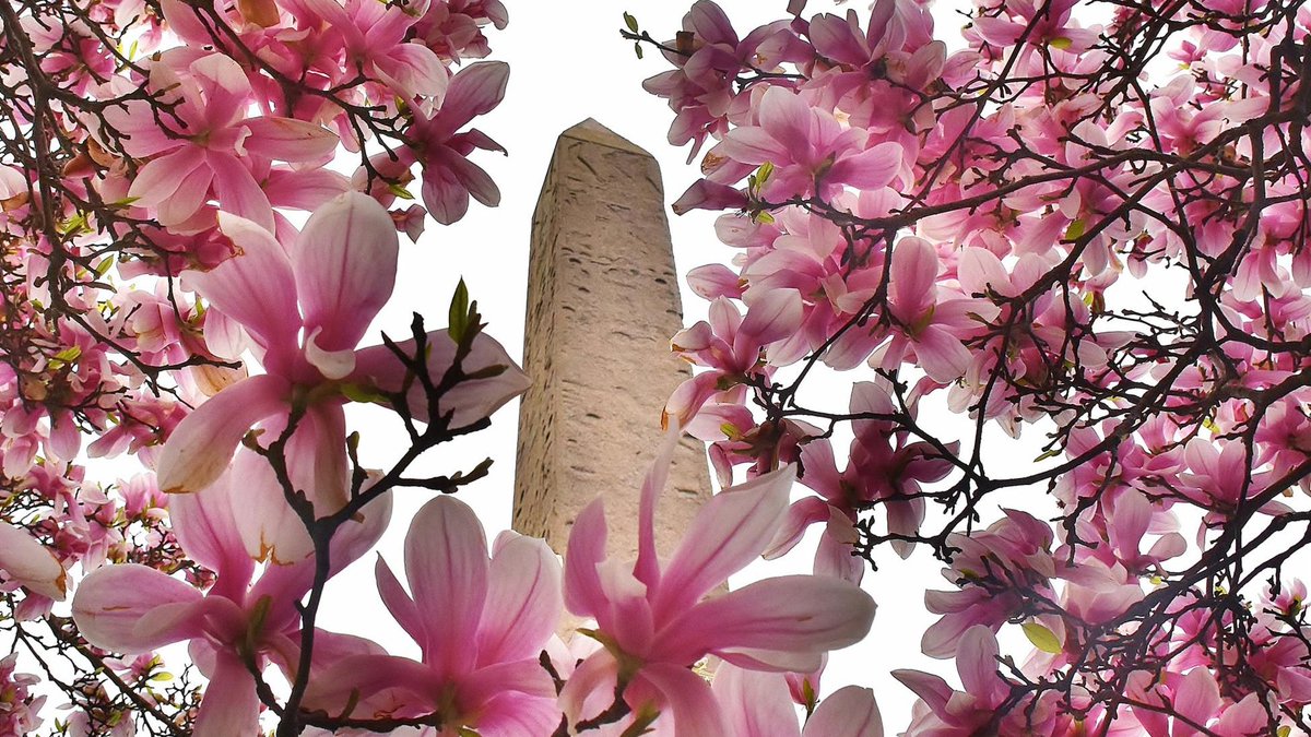 Central Park On Twitter When The Spring Flowers Bloom The Park Looks So Lovely Thank You To The Centralparkconservancy For Maintaining Mycentralpark It Is A Source Of Happiness To See Nature S Beauty