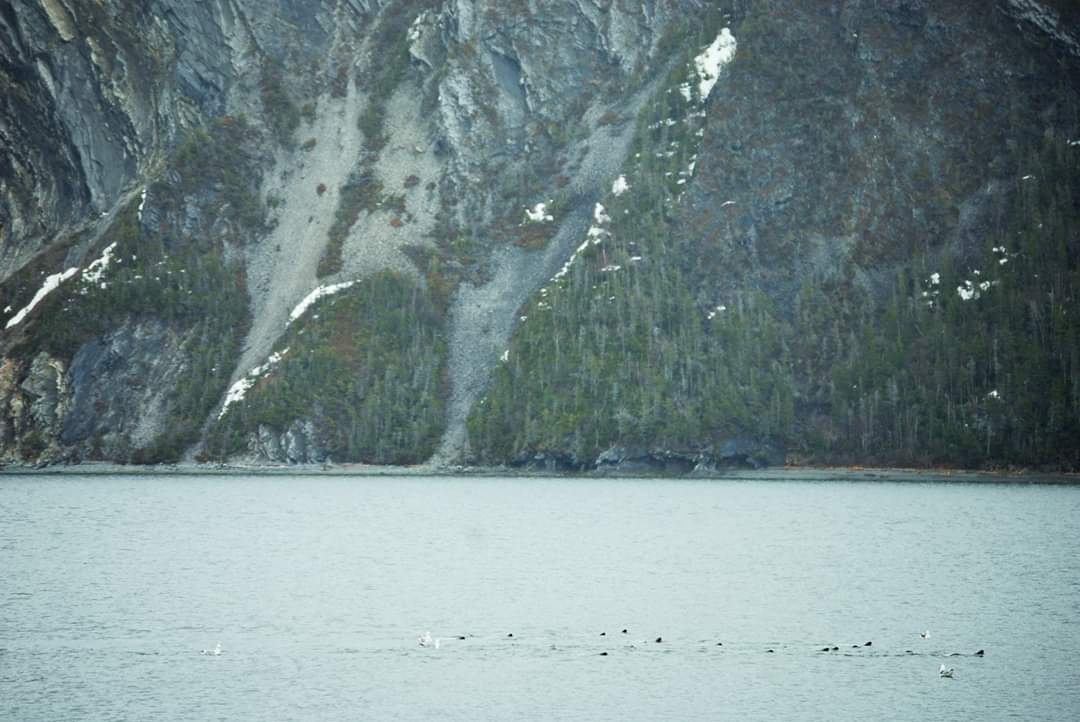 Chasing this seal team chasing fish around Bonne Bay today. #bonnebay #seals #norrispoint