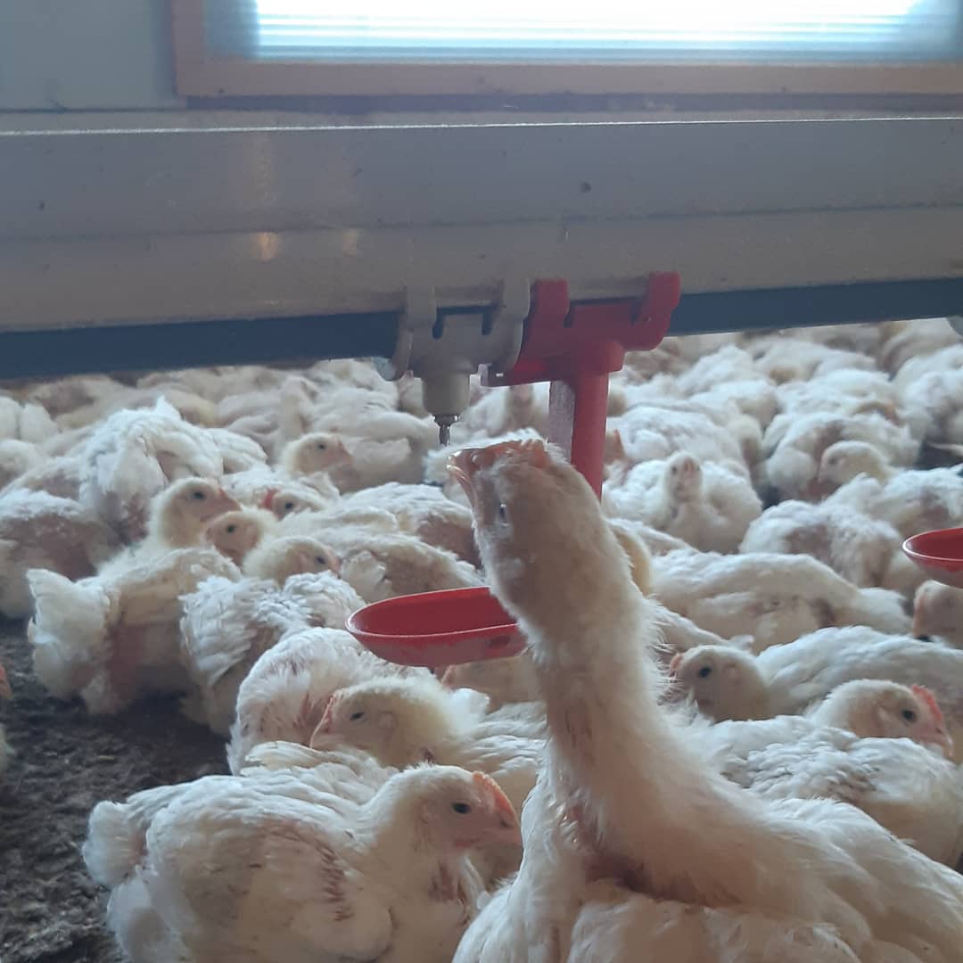 We make sure that fresh, clean water is always available. The drinkers are flushed and disinfected regularly to help us keep a healthy, productive flock! 
#poultry #ilovechicken #redtractor #broilerfarming #farminguk #buybritish #chicken #broiler