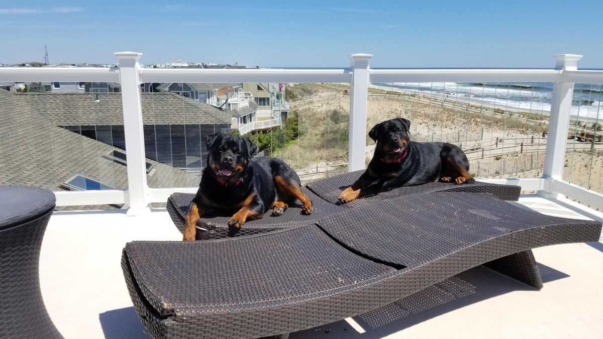 Randanime's tweet photo. @DDsulzbach Good luck to everyone, here's my pups for everyone's enjoyment!! Buka and Boa https://t.co/SBiZXOYUH9
