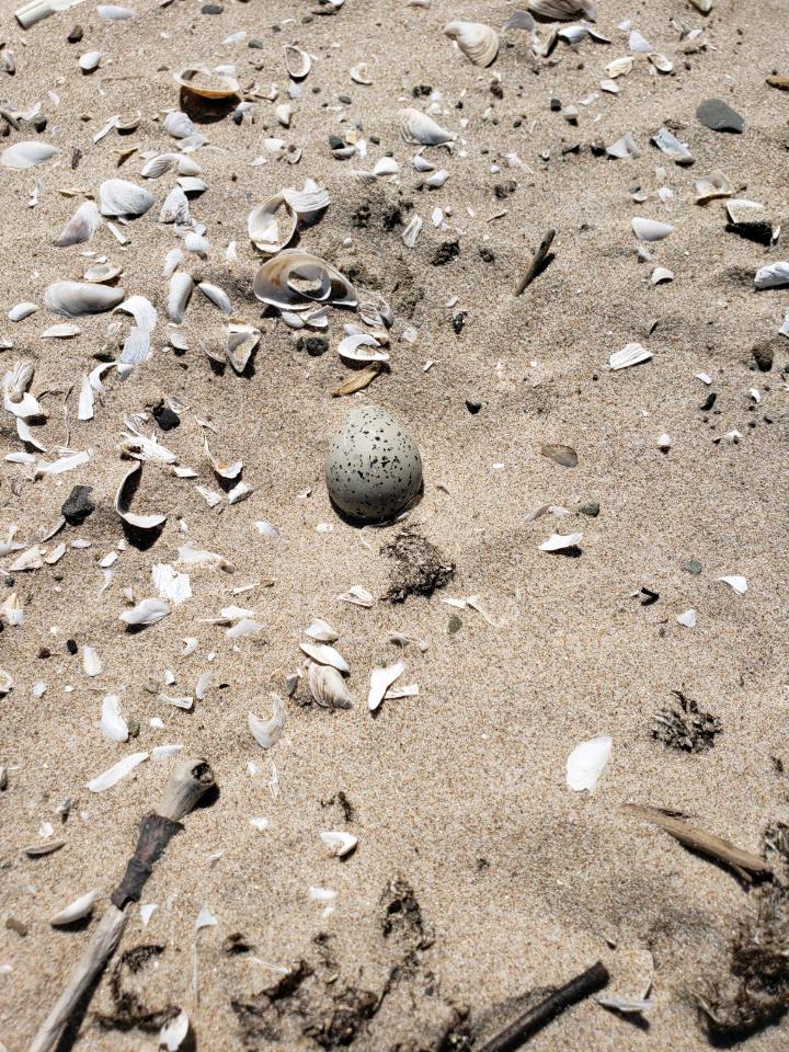 alisonkocek's tweet photo. Gotcha! No better feeling when nest searching than finding one at 1-egg. #GLPIPL #nestsearchingwin https://t.co/tkBiWeOmLp