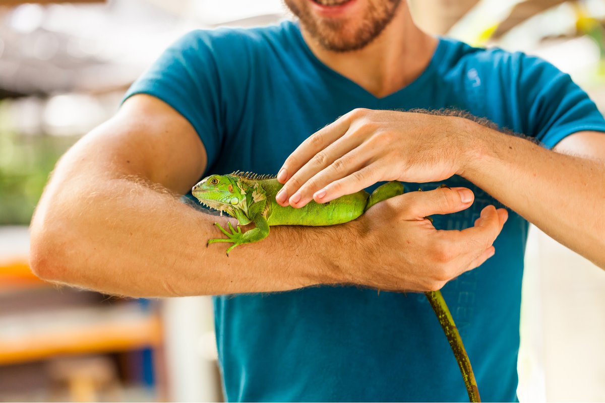 models_direct's tweet image. Scaling new heights ... let’s talk about reptiles in the modelling industry  
#animalmodel #animalmodelling #starpet #reptile #film #advertising #commercialmodelling
