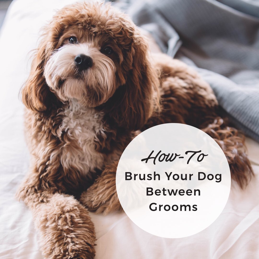 barkandfitz_'s tweet photo. REPOST – Have you been looking for a way to brush your dog between grooms? Don’t worry, we have you covered! Check it out.
Huge shout out to our Master Groomer, Kim Moser, from our Bark &amp; Fitz Barrie!
Check out the comments to see a video! https://t.co/O9oXnTKE2W