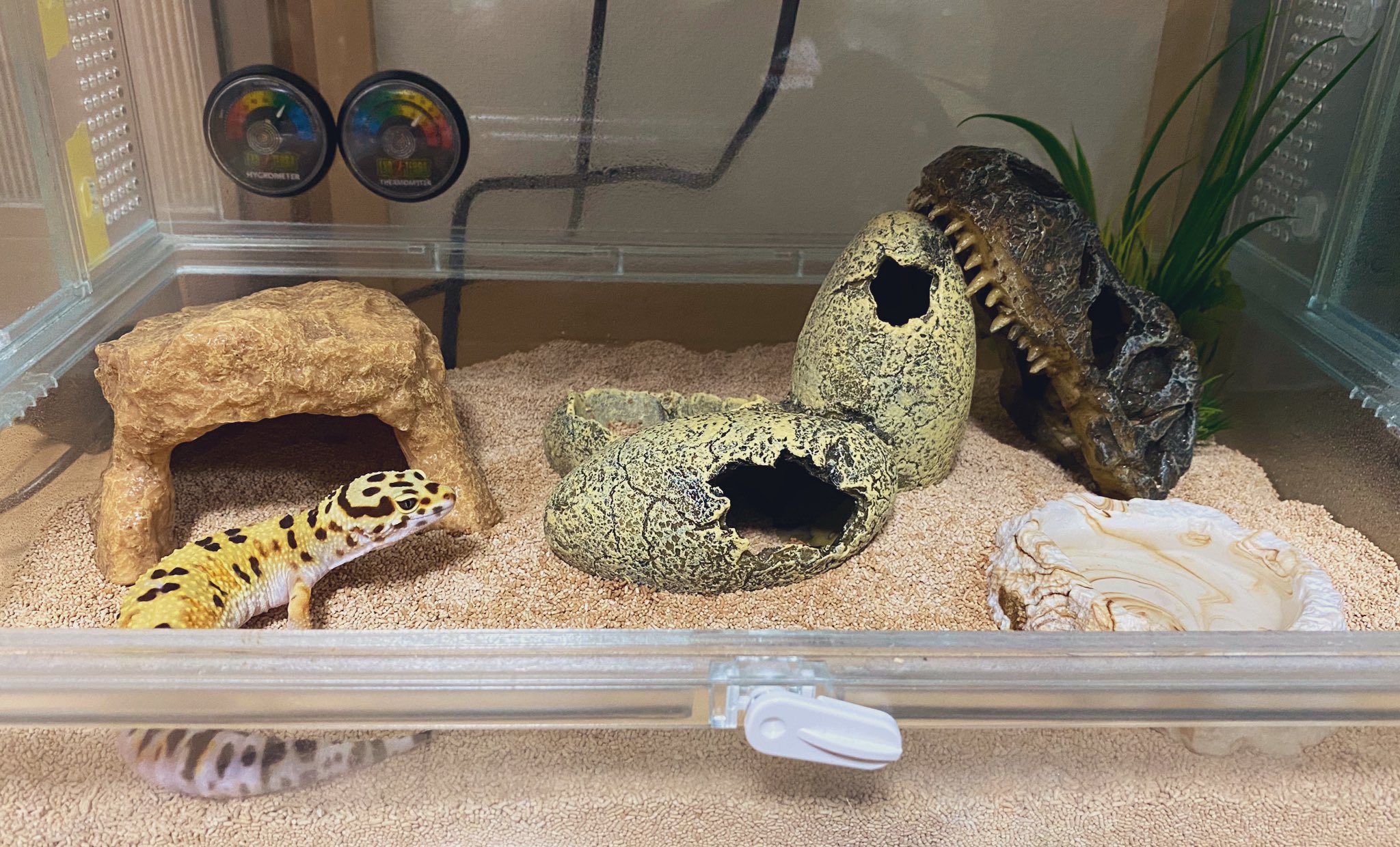Twitter 上的 藤 我が家のレオパケージレイアウト ハムスターのケージ使ってます ヒョウモントカゲモドキ 爬虫類 アニマル エキゾチックアニマル レオパ レオパードゲッコー Photooftheday Photo Photography Pet T Co Ys2u08qn7t Twitter Twitter 上的 藤 我が家のレオパケージレイアウト ハムスターのケージ使ってます ヒョウモントカゲモドキ 爬虫類 アニマル エキゾチックアニマル レオパ レオパードゲッコー Photooftheday Photo Photography Pet T Co Ys2u08qn7t Twitter