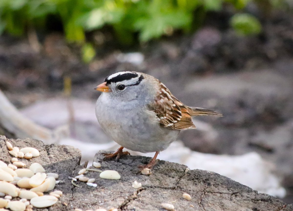 So many adorable tiny round #birds here. Another #WhiteCrownedSparrow this morning, a few more today.