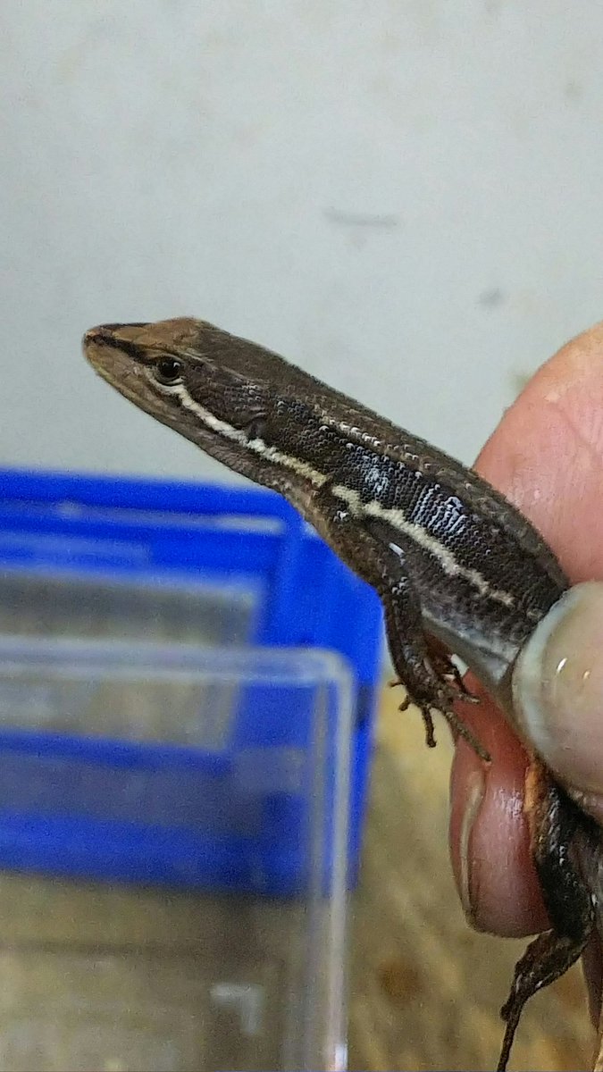 爬虫類 両生類専門店レプティリカス ヒバカリを上手く飼育するコツは底面責の広いケースに広めの水場と通風です 床材は私も赤玉や鹿沼をやや湿らせて使用しています 爬虫類 両生類専門店レプティリカス ヒバカリを上手く飼育するコツは底面責の広いケースに広めの水場と通風です 床材は私も赤玉や鹿沼をやや湿らせて使用しています