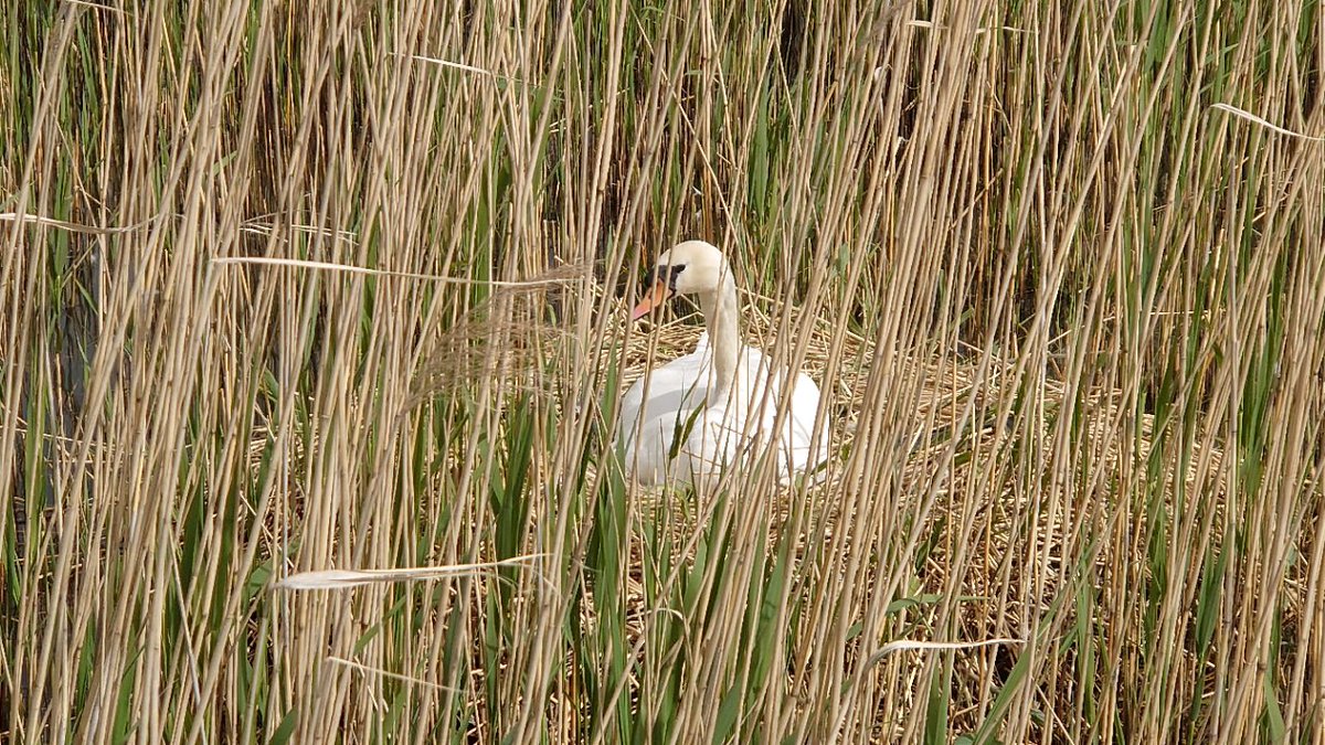 HelixFalkirk's tweet photo. Great to see the #wildlife utilising the #parks #Swans https://t.co/evLDqx0UiY