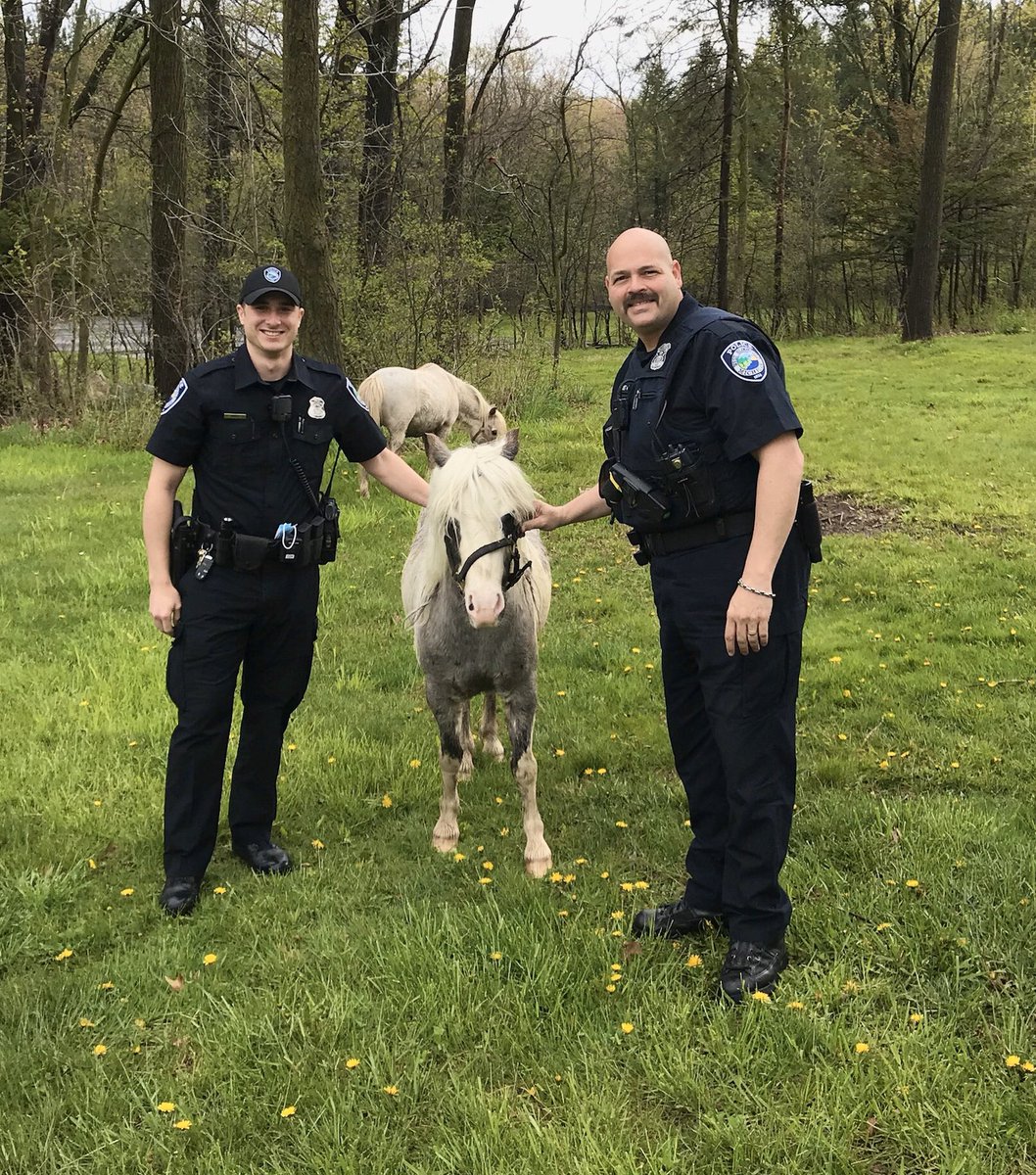 WestBlmfldPD's tweet photo. Yep, happened again today. Two horses located on Green Lake Road. Who knew we even had horses in WB? https://t.co/ktt9ekLrXn