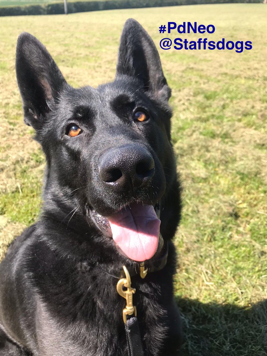 CCstaffofficer's tweet photo. #MeetTheTeamπ Day 1 #PDNEO aged 4 1/2 with 3 1/2 years service for @StaffsPolice, Handler PC Clarke, best job being a long track after π pursuit and then running from our #ARV team across fields/woods and found hiding in bushes. Loves a tummy rub. πΎ @staffsdogs https://t.co/Kf4tzcGPhc