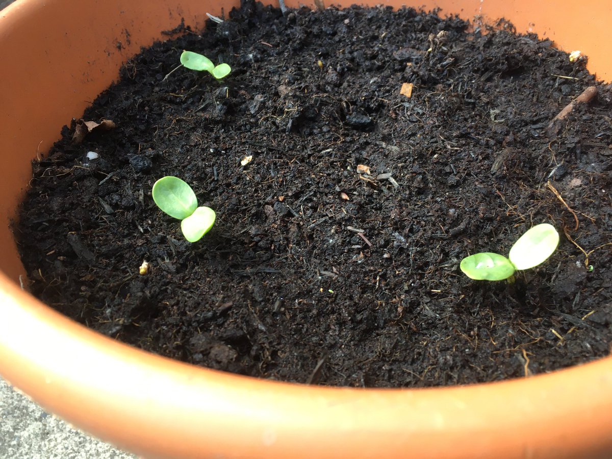 Largsgal's tweet photo. Very happy with these teeny tiny 🌻 Planted about 10 days ago ... @LandscapeEvent  #GrowHappy https://t.co/8WQ0CzzvYQ