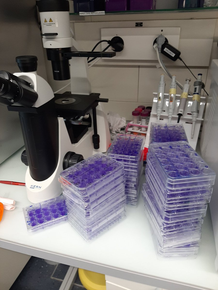 ValeriaCagno's tweet photo. Do we have enough plaque assays and TCIDs to count? #SARSCoV2 #crystalviolet #avicel #antiviral https://t.co/01g6pDBikb
