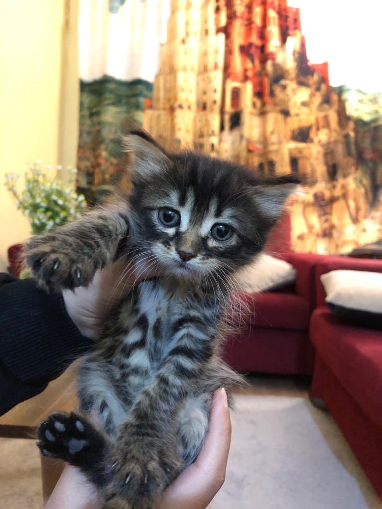 Bizim bahçede bu yavrulardan 5 tane var. 2 aylık olmak üzereler. Evimizdeki köpekle birlikte büyüdükleri için köpeklerden korkmuyorlar.  Bu yüzden onlara yuva arıyoruz. Aklınızda olsun.