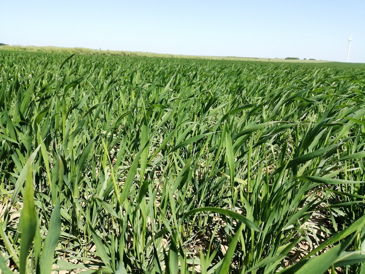 Blé dur semé au 20 mars 🌾🧐 Ça pousse..