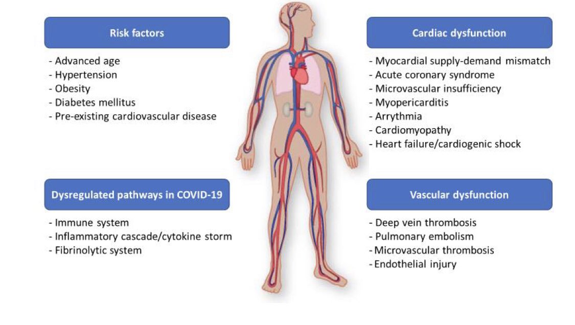 📌#COVIDー19🦠&amp; ❤️🩺

📈demanda (taquicardia, hypotension &amp; hipoxemia)👉🏻IAM tipo 2

🦠induce inflamación &amp; trombosis 👉🏻SCA tipo 1

•Microtrombosis o daño vascular👉🏻Disfunción microvascular

💔MCP por estrés

💔MCP no isquémica 🔚 🌩tormenta de citocinas

💔Miocarditis viral