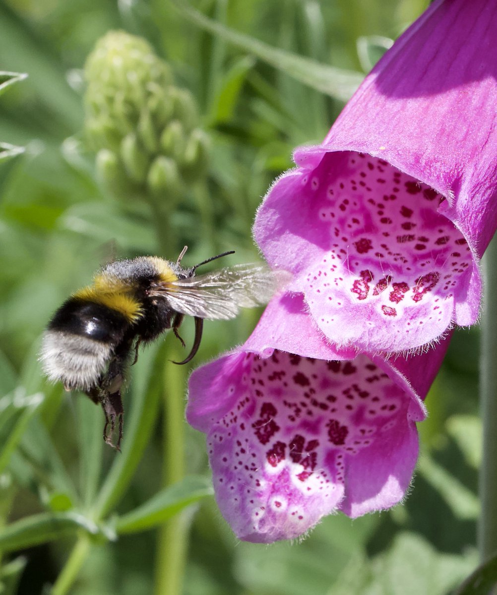 B_Strawbridge's tweet photo. The Garden bumblebee (Bombus hortorum) has one of the longest tongues (12mm!) of any bee in Britain &amp; Ireland. In fact, when fully extended, it's almost the same length as her body. All the better for reaching nectar in flowers with deep corollas such as Foxgloves... https://t.co/LAkU8hlT7v