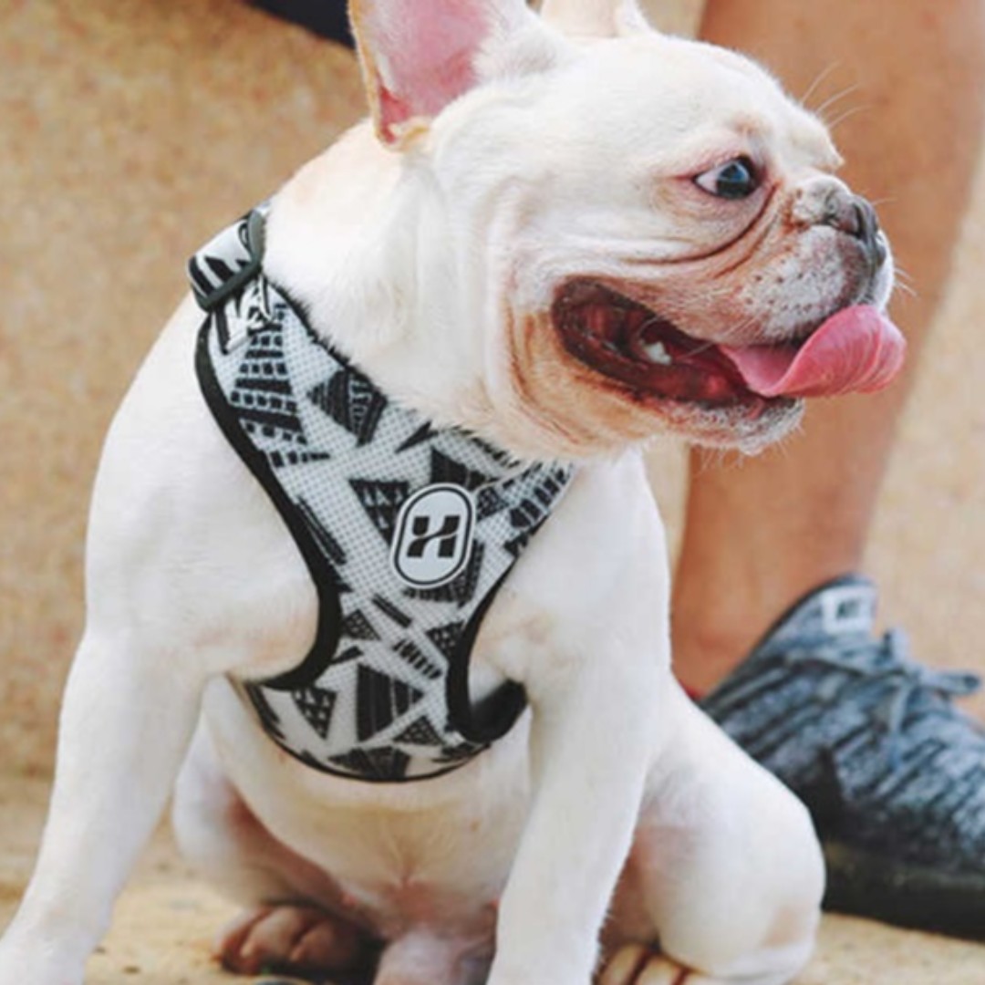 pawcessorize's tweet photo. Looking good😍

#dogaccessoriescheap #dogaccessoriesbrand #dogaccessoriesset #dogaccessoriestshirts #cataccessories #cataccessoriesph #broncoscataccessories #cataccessoriesjogja #cataccessoriesforcats https://t.co/MaRFdebDzp