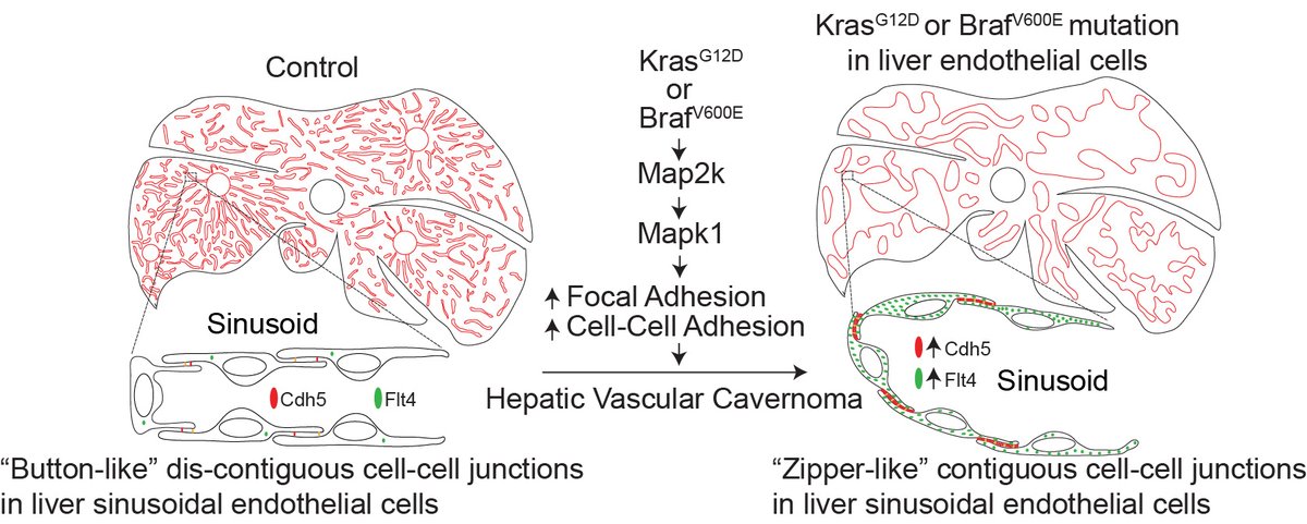 Harish Janardhan in our lab @trivedilab @UMassMedical show #KRAS or #BRAF mutations cause #hepatic #vascular cavernomas treatable with MAP2K-MAPK1 inhibition @JExpMed #vascularbiology #hemangioma #endothelialcells doi.org/10.1084/jem.20…