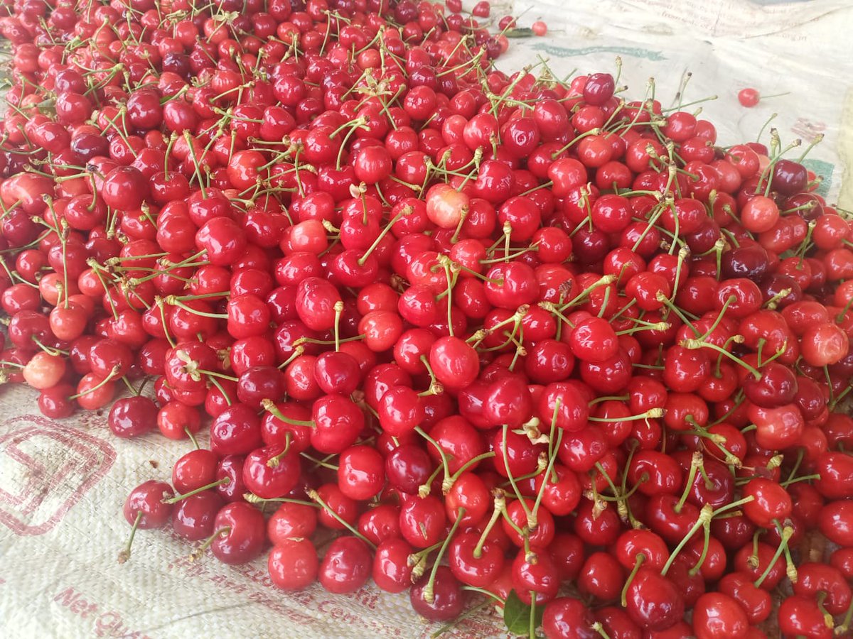 Working with Cherry farmers to help them take cherries to Bangalore, Mumbai etc. using cold chain. Hopeful that the Agri Infra Fund will enable more such models for farmers. #doublingfarmersincome #IndiaFightsCoronavirus #agriinfrafund #coldchain @PMOIndia @AshokDalwai @SeaDogK