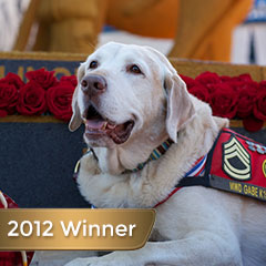 HeroDogAwards's tweet photo. #May is #MilitaryAppreciationMonth, and we thank not only the people who serve our country, but the #dogs as well. The #HeroDogAwards honor active duty and retired #military working dogs for their courageous sacrifices to our country, such as Gabe, the 2012 Military #HeroDog. https://t.co/jWatOQ4mhx