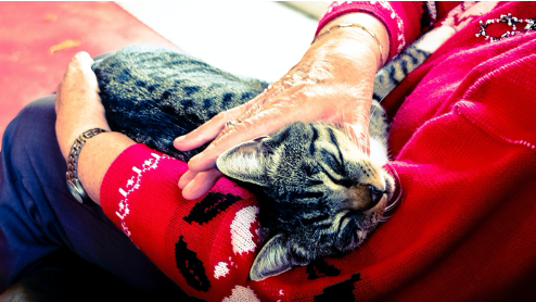 CaregiverAlly's tweet photo. Feline therapy to help ease dementia symptoms? Learn how UCLA’s dementia caregiving program personalizes evidence-based care to help patients &amp; their caregivers. #dementiaprogram #dementiaresource https://t.co/0NBzhKZWhD https://t.co/HffkZaSQQB