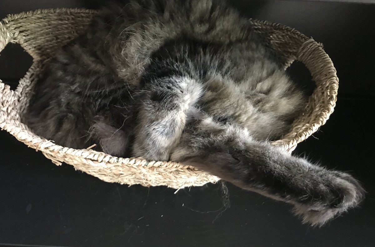 MandyThePuggle's tweet photo. I think the cat is broken. https://t.co/wuI5ikH6DH