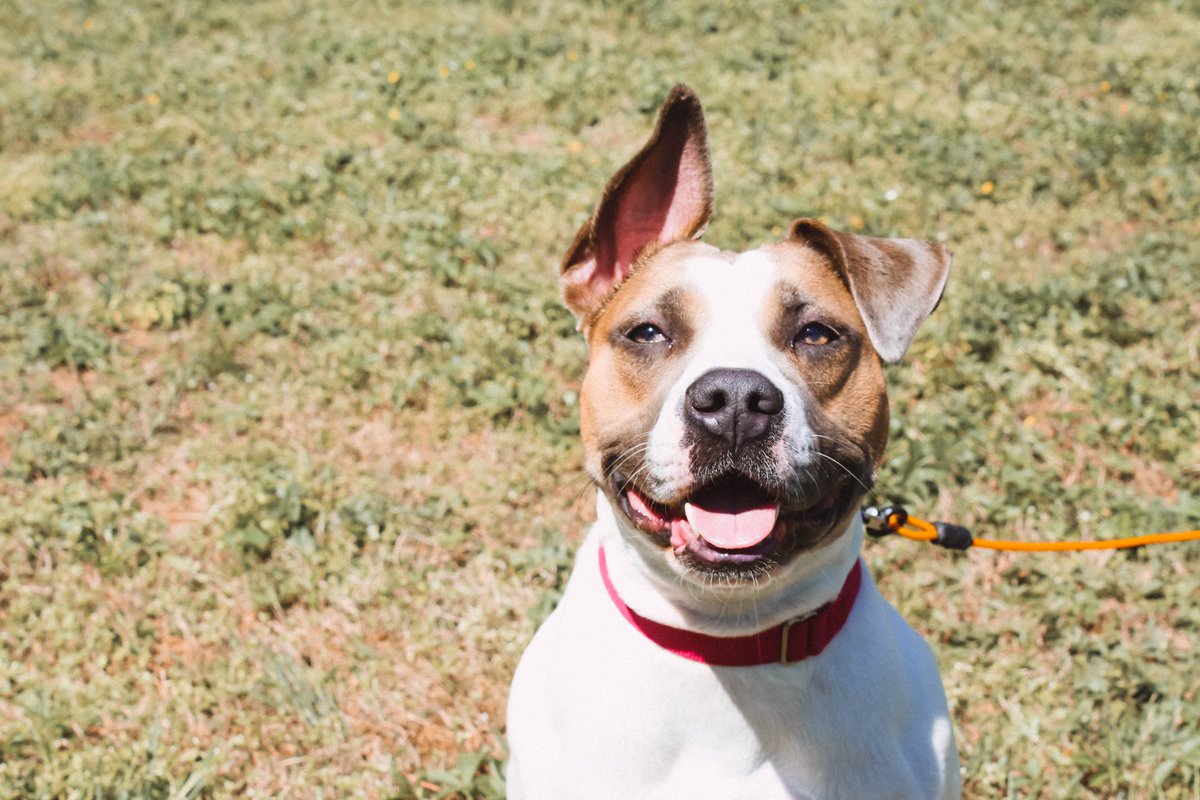Dog Story tweet media