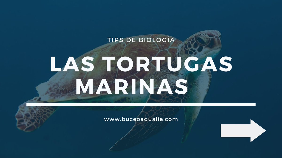 BuceoAqualia's tweet photo. 🐢 Ayúdanos a proteger la las Tortugas! Son clave en nuestro ecosistema marino! Comparte 🙌 https://t.co/8ABuZ6Prso