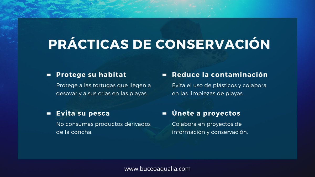 BuceoAqualia's tweet photo. 🐢 Ayúdanos a proteger la las Tortugas! Son clave en nuestro ecosistema marino! Comparte 🙌 https://t.co/8ABuZ6Prso