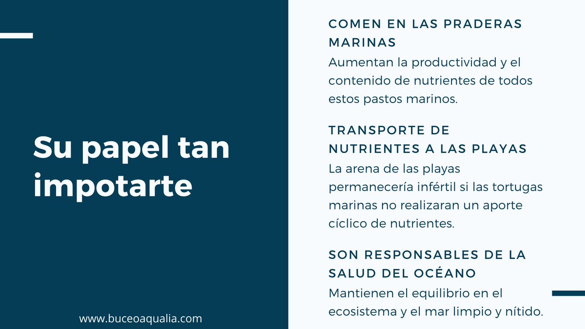BuceoAqualia's tweet photo. 🐢 Ayúdanos a proteger la las Tortugas! Son clave en nuestro ecosistema marino! Comparte 🙌 https://t.co/8ABuZ6Prso