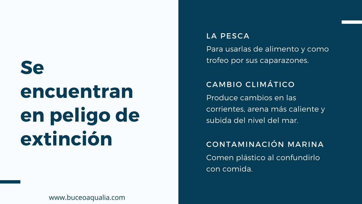 BuceoAqualia's tweet photo. 🐢 Ayúdanos a proteger la las Tortugas! Son clave en nuestro ecosistema marino! Comparte 🙌 https://t.co/8ABuZ6Prso