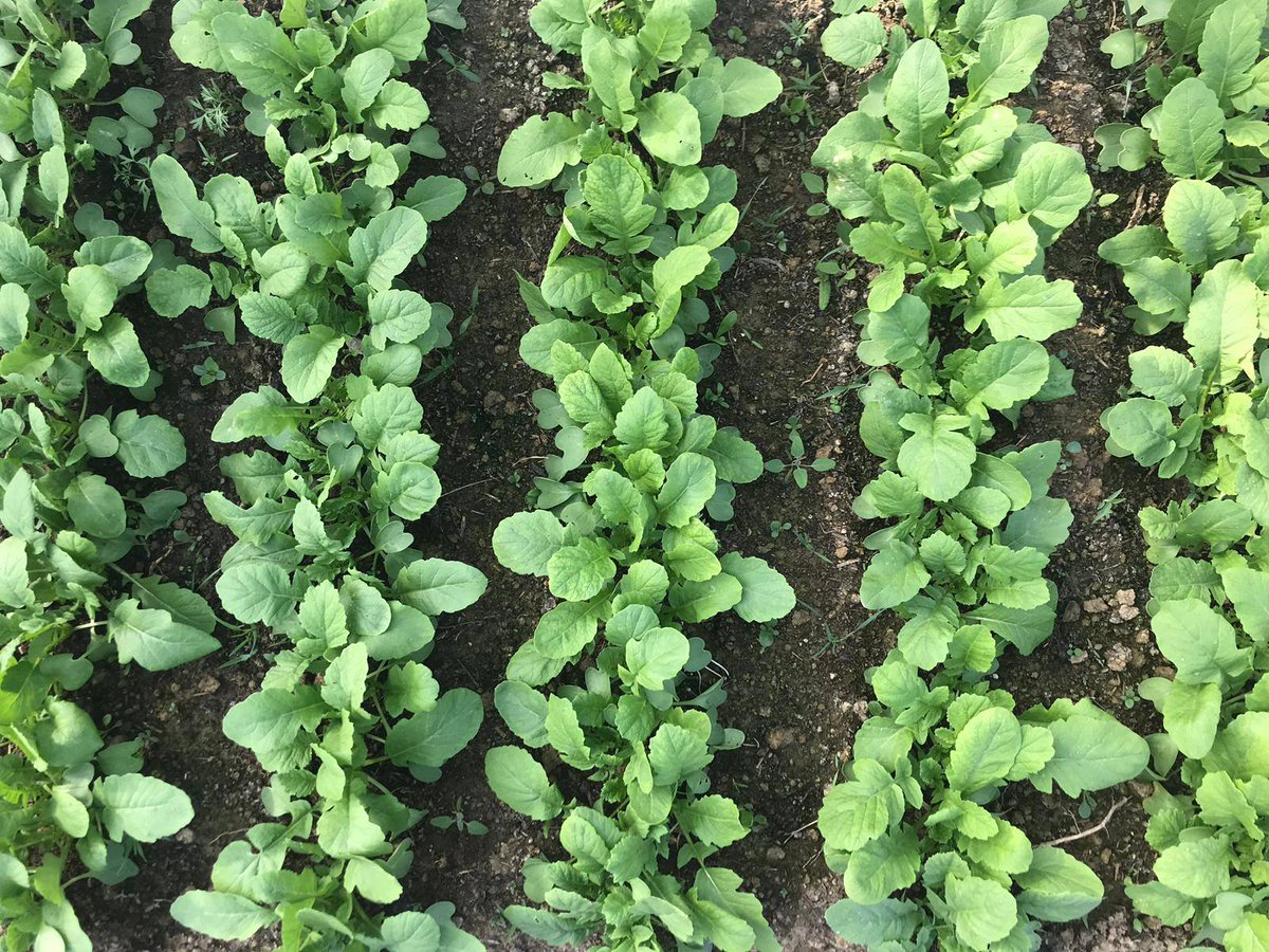 Ti aspettiamo domani al Mercato Agricolo di <a href="/podereilcasale/">Podereilcasale</a> #pienza

Scopri di più bit.ly/2LrW7lv