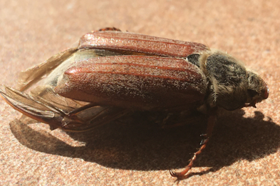 OverleighSchoolY2 tweet media