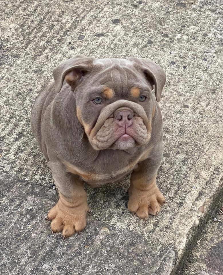 🆘🆘 STOLEN - Crossgates Leeds, some absolute scum of the earth piece of shit broke into my pals house and stole him he is a fully suited Lilac British, this dog is chipped and the company has been informed, please share let’s make this dog too hot to handle. 5 months old, fully