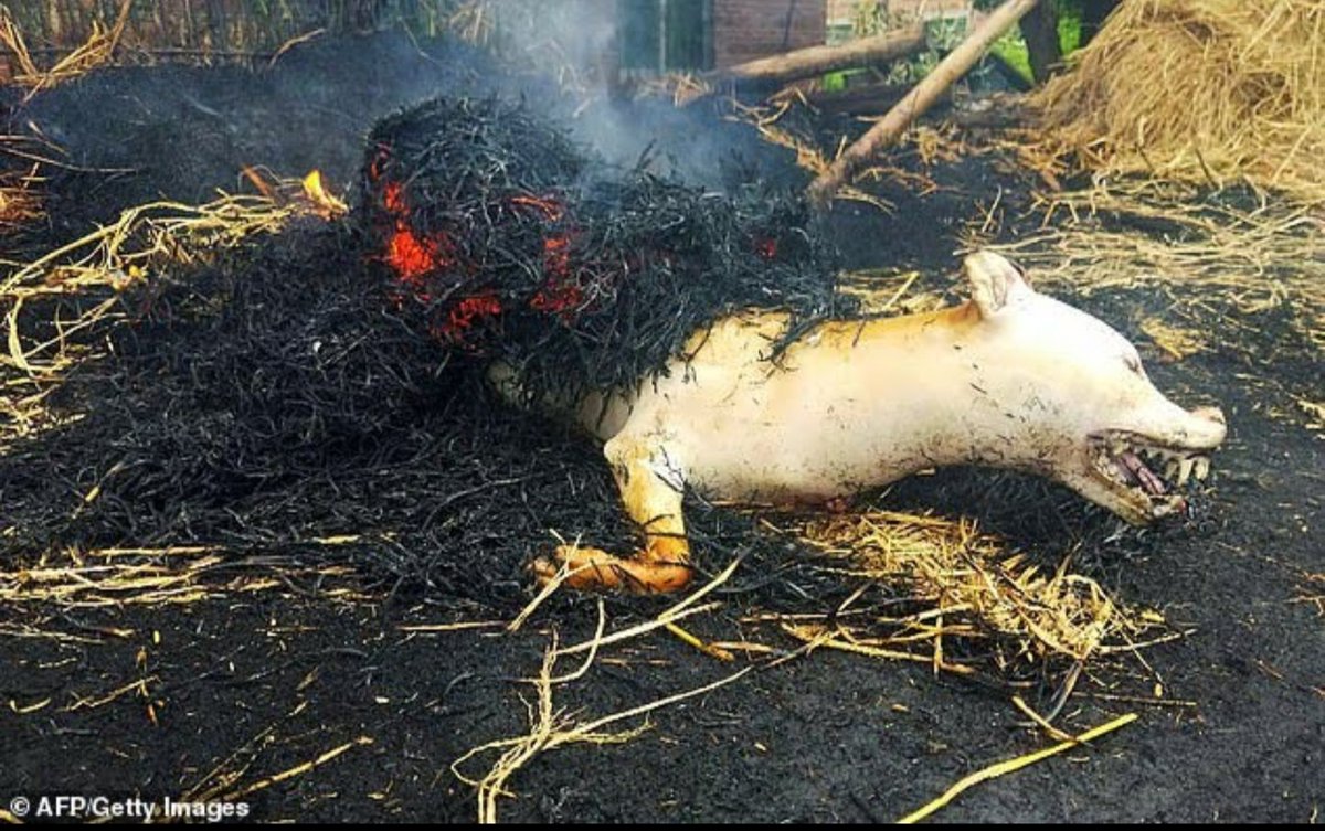 TaylorShone's tweet photo. Soon Yulin will again echo the screams of Animals in pain, blood soaking onto the floors mixing with faeces+urine, the smell of the dogs burning flesh. Residents say the Animals are killed humanely, I see no evidence of that here. They call it a festival, I call it bloody HELL! https://t.co/2uInj4VEUt