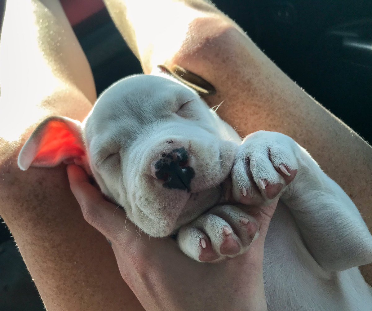 LexusMommaa's tweet photo. Sleepy boy 🐶 https://t.co/m5hPS9lTDB