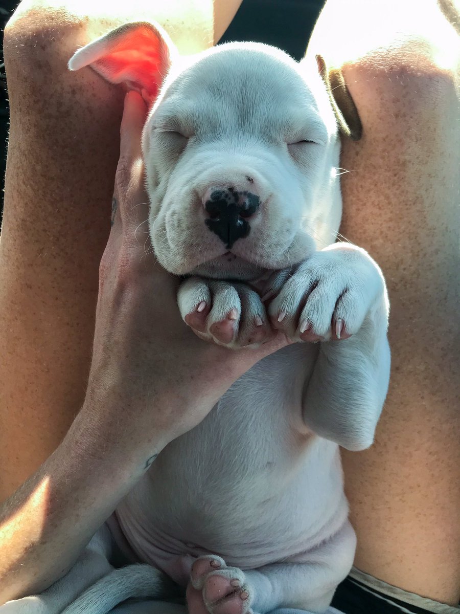 LexusMommaa's tweet photo. Sleepy boy 🐶 https://t.co/m5hPS9lTDB