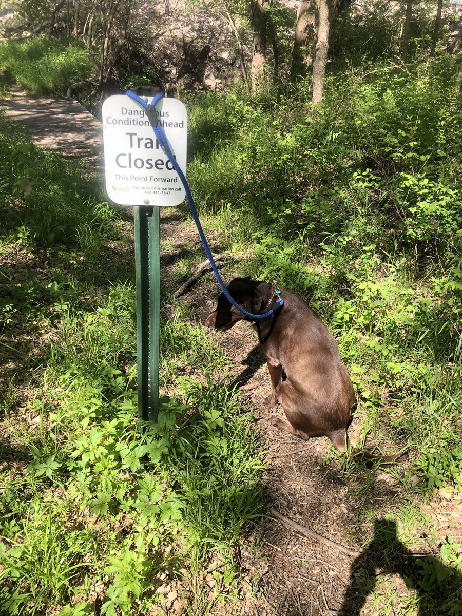Bad_Brown_Dog's tweet photo. Got to go big walkies today. I wanted to cross the bridge. https://t.co/mH97h5wcrf